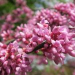 Zmarlika kanadská (zdroj Zahradnictví Flos)